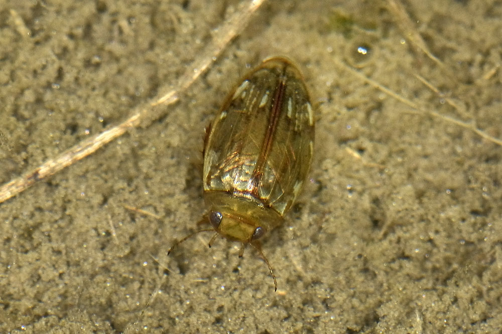 Quale  Dytiscidae? - Laccophilus hyalinus (cf.)